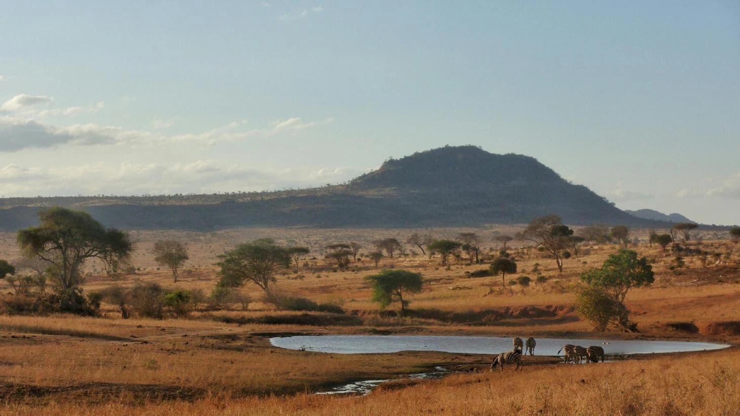Southern Grevy Tours - Born on the Coast, Rooted in the Wild