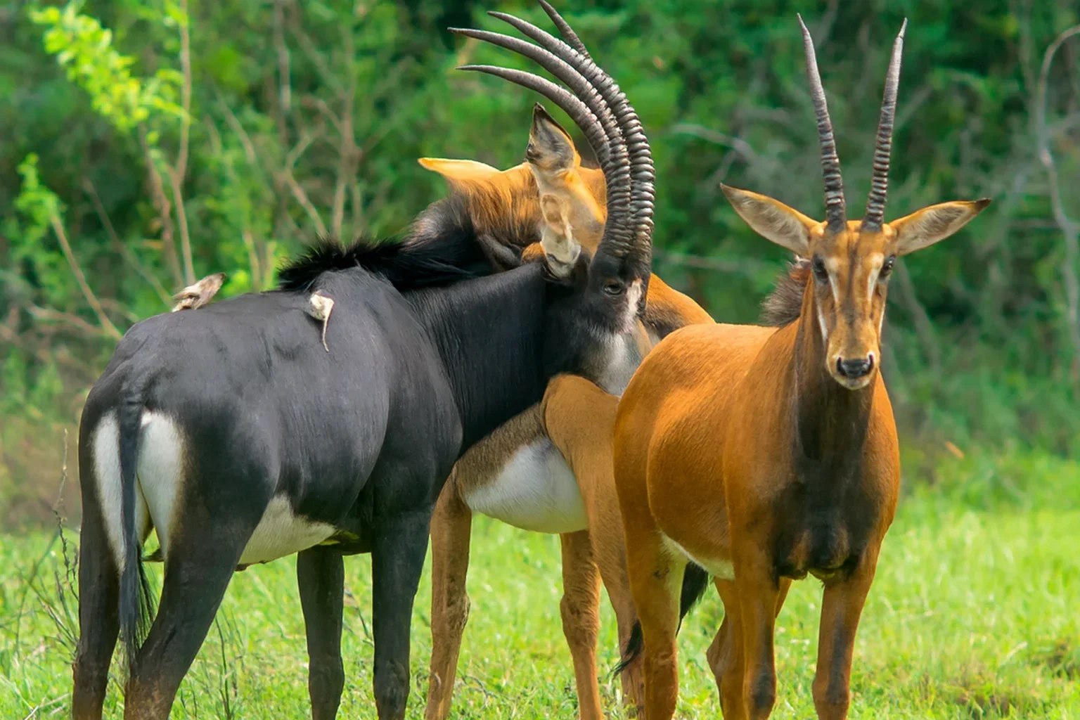 Shimba Hills Rainforest Safari