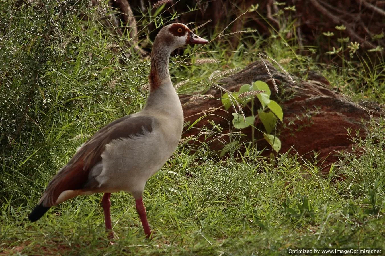 1-Day Tsavo East Express Safari