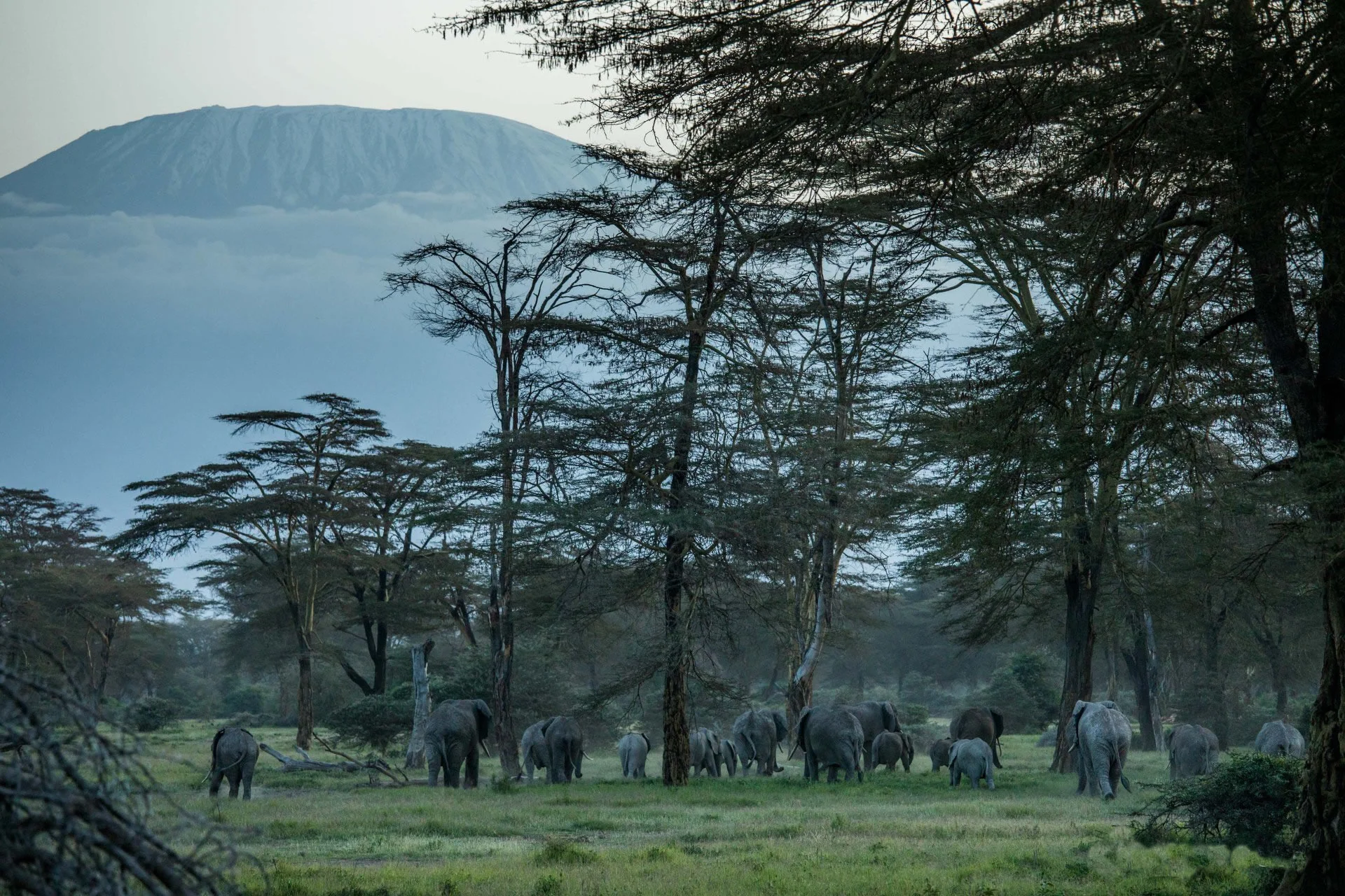 2-Day Nairobi to Amboseli Kilimanjaro Express