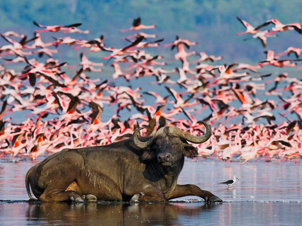 4-Day Masai Mara & Lake Nakuru Classic Safari